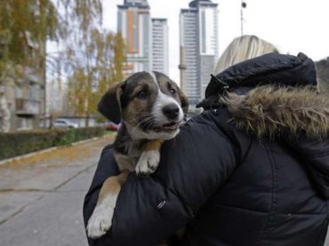 Teške optužbe protiv mlade pravnice: gdje nestaju donacije za napuštene pse