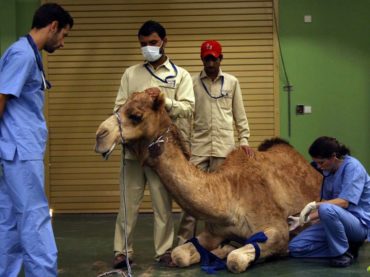 Klinika za kamile