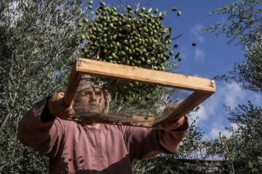 Izrael u jeku berbe zabranio Palestincima da ulaze na svoje plantaže maslina