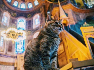 Svijet napustila mačka Gli, simbol Istanbula i Aja Sofije