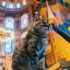 Svijet napustila mačka Gli, simbol Istanbula i Aja Sofije
