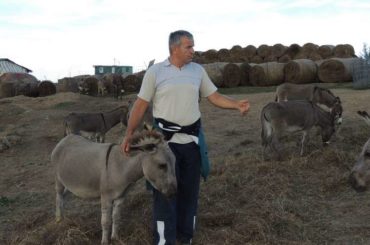 Krajišnik Izet Babić uzgaja autohtone bosanske magarce