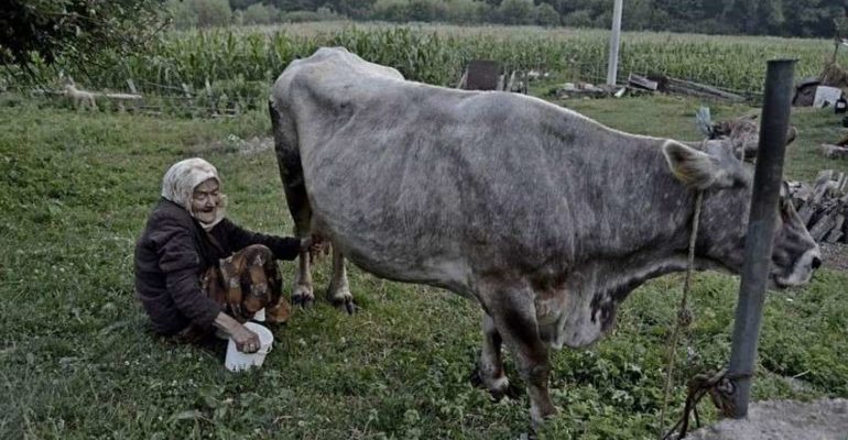 Ako kad budemo imali spomenik ženama, na njemu treba biti šamija naših nana